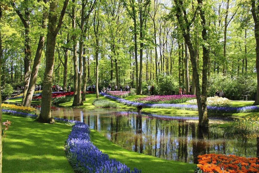From Amsterdam: VIP Keukenhof Tulip Tour with Private Driver - What the $765 group price really means