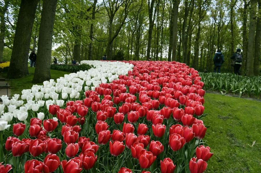 From Amsterdam: VIP Keukenhof Tulip Tour with Private Driver - Practical details to settle before booking