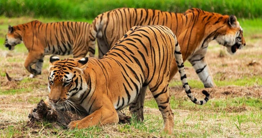 From Delhi: Sariska Wildlife Safari with Private Car - Key points to know before booking