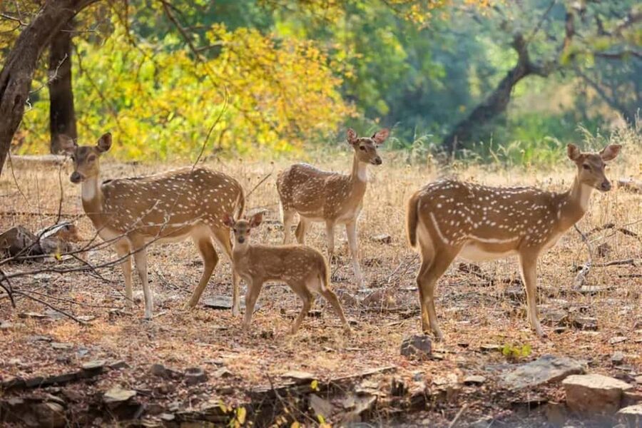 From Delhi: Sariska Wildlife Safari with Private Car - Searching for a tiger instead of expecting one
