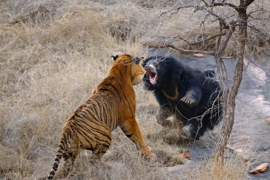 From Delhi: Sariska Wildlife Safari with Private Car - Arriving at Sariska Tiger Reserve