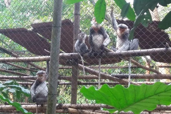 From Hanoi: Cuc Phuong National Park Day Trip by Private Car - A rainforest walk with real physical demands