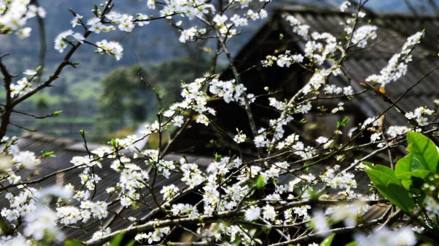 From Hanoi: Sapa 3-Day Medium Trek and Limousine Trip - Handling the sellers on the trail