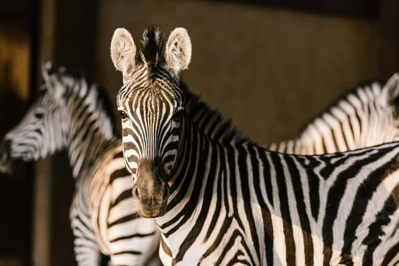 From Krakow: Zoo Trip with Private Luxury Transfer - Key points to know before booking