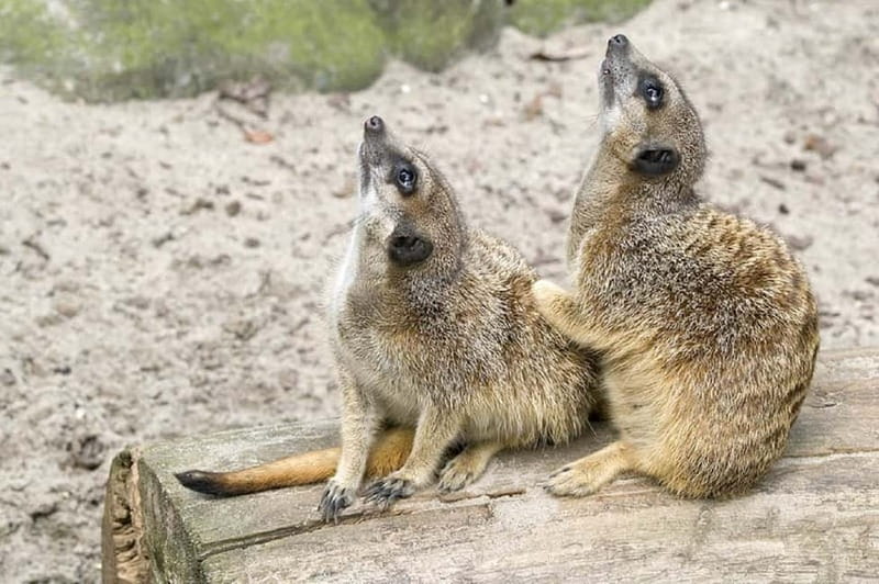 From Krakow: Zoo Trip with Private Luxury Transfer - Reaching Krakow Zoo from your hotel