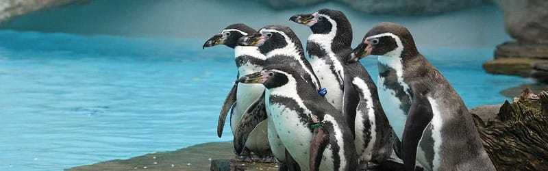 From Krakow: Zoo Trip with Private Luxury Transfer - The animals you can expect to see