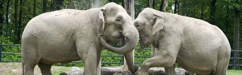 From Krakow: Zoo Trip with Private Luxury Transfer - The private transfer is the real value question
