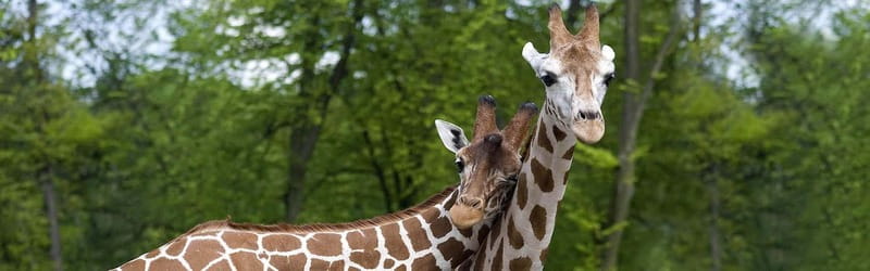 From Krakow: Zoo Trip with Private Luxury Transfer - What the driver service adds
