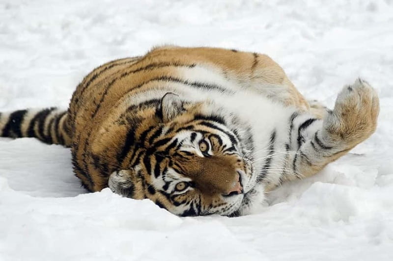 From Krakow: Zoo Trip with Private Luxury Transfer - Who this Krakow Zoo trip suits best