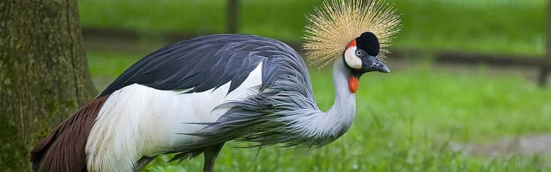 From Krakow: Zoo Trip with Private Luxury Transfer - Practical preparation for the visit