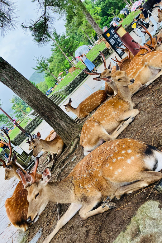 From Osaka: Nara Private Tour with Hotel Pickup - Why Nara makes a good break from Osaka