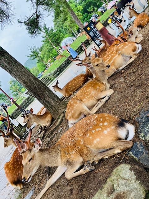From Osaka: Nara Private Tour with Hotel Pickup - Is $200 per person a fair price?