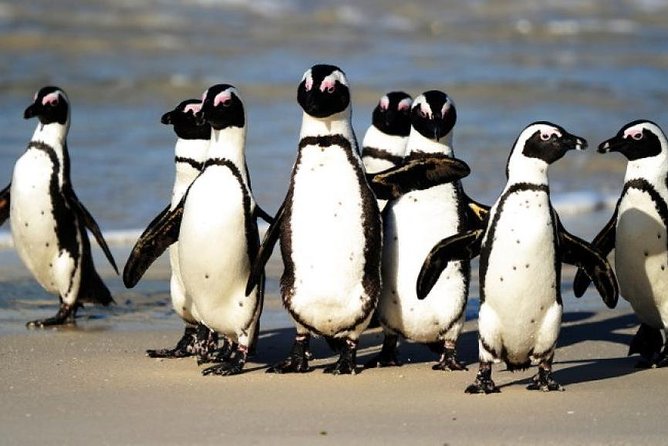 Full Day Cape Peninsula Tour in Private Car - A private route through the Cape Peninsula