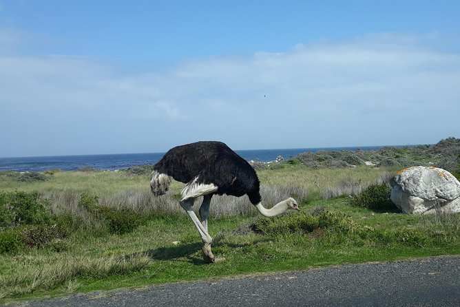 Full Day Cape Peninsula Tour in Private Car - Chapman’s Peak Drive is the scenic road highlight