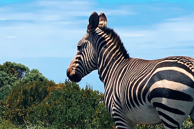 Full Day Cape Peninsula Tour in Private Car - Cape Point requires time, money, and sensible planning