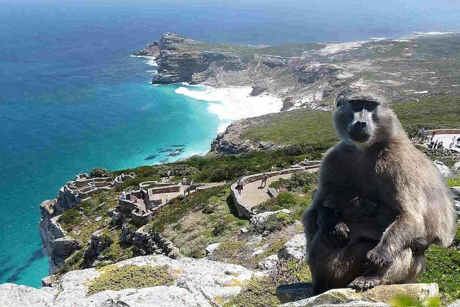 Full Day Cape Peninsula Tour in Private Car - Maiden’s Cove gives you the classic Camps Bay view