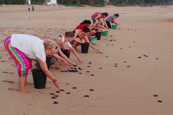 Galle Day Tour from Colombo/Negombo by Private Car or Van - Sea turtles at the Galle-area hatchery
