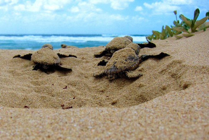 Galle Day Tour from Colombo/Negombo by Private Car or Van - Guide service and the private vehicle