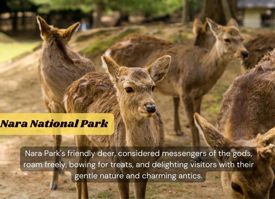 Japan: Private 3, 5, 7, or 10-Day Tour with Driver - Nara: deer, major temples, and a gentler pace