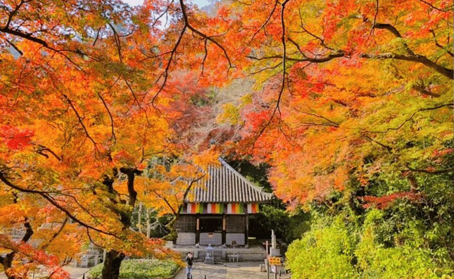 Japan: Private 3, 5, 7, or 10-Day Tour with Driver - Tokyo: food, temples, and neon in one day
