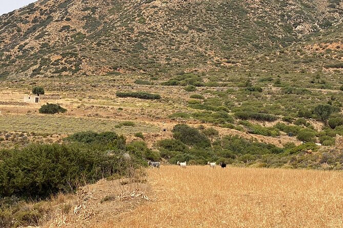 Karpathos: Traditional Olympos Tour with Driver Guide - Meeting the shoemaker and seeing local crafts