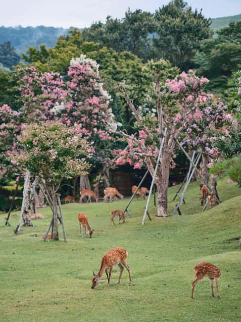 Kyoto & Nara Private Luxury Car Tour: Encounter with Deer - The drive to Nara and Todaiji Temple