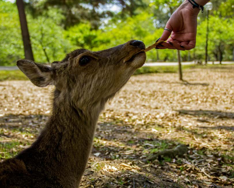 Kyoto & Nara Private Luxury Car Tour: Encounter with Deer - The final Kyoto choices: Nishiki Market, Sannenzaka, Ninenzaka, or Gion