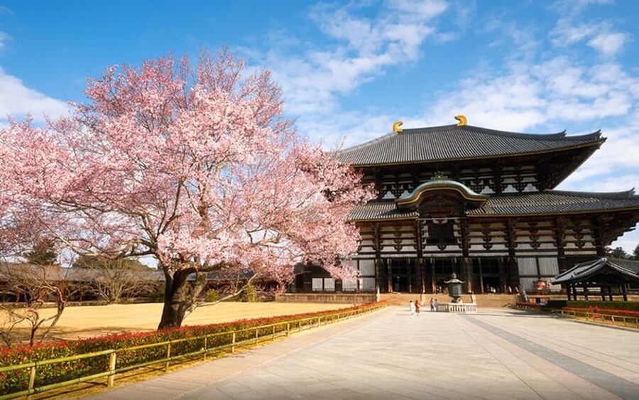 Kyoto/Osaka: Nara Customizable Self-Guided Tour with Driver - Key points to know before booking