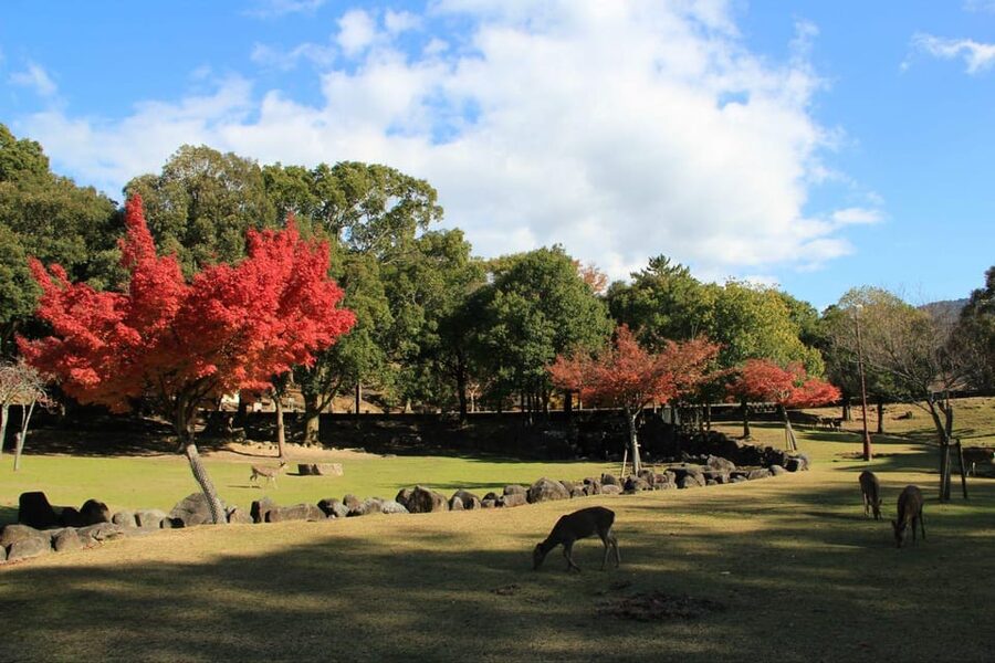 Kyoto/Osaka: Nara Customizable Self-Guided Tour with Driver - Nara Park gives you the classic first look