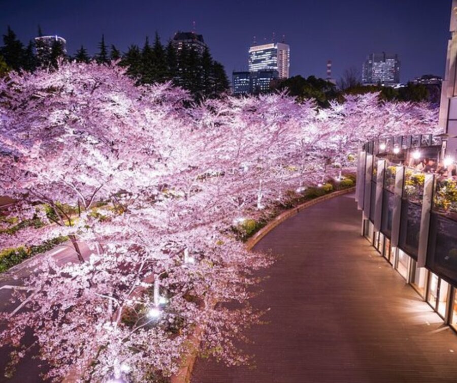 Kyoto: Private Highlights Tour with Guide and Luxury Vehicle - Ginkaku-ji and Sanjusangen-do add depth, but time gets tight