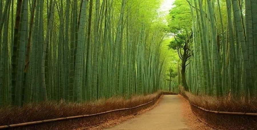 Kyoto:Private Tour/Luxury Vehicle with Guide & photographer - Kinkakuji Temple: Kyoto’s golden postcard