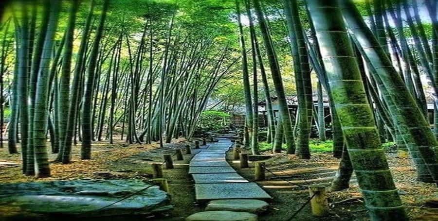 Kyoto:Private Tour/Luxury Vehicle with Guide & photographer - The value of $407 for up to six people