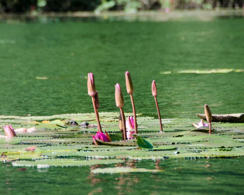 Luxury Limousine Tour: Hoa Lu, Trang An/Tam Coc & Mua Cave - Rowing through Trang An
