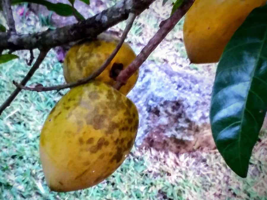 Mahé: Customizable Private Tour of Island with Driver - Gardens, plants, and the Takamaka rum stop
