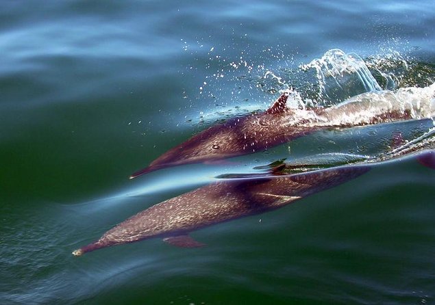 Mega Yacht Limousine of the Sea 1: Puerto Vallarta - Key points to know before you book
