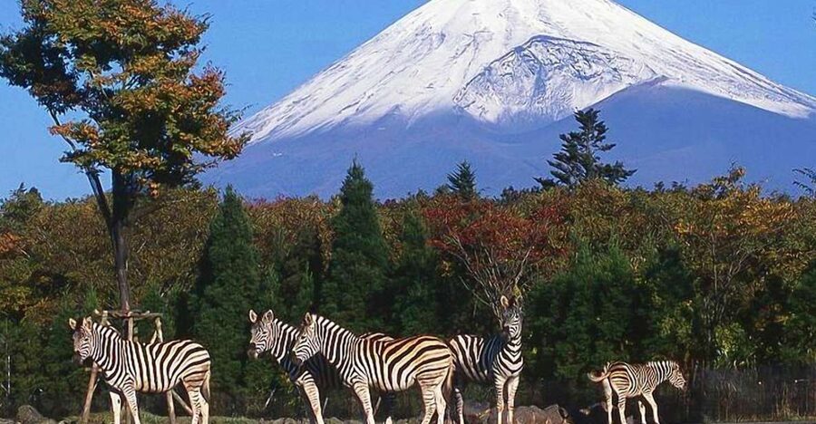 Mt Fuji : Private 10-Hour Luxury Tour by Exclusive Car - A private road to Japan’s most famous mountain