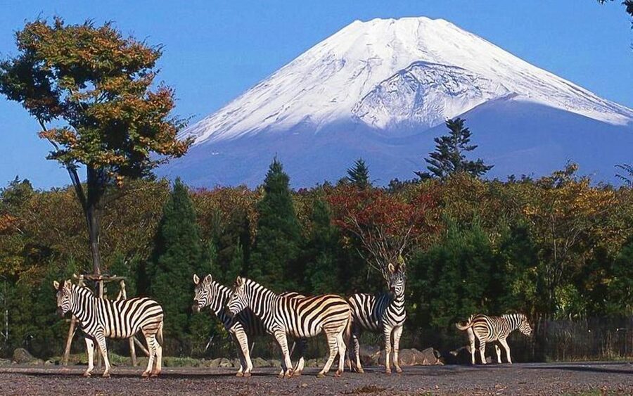 Mt Fuji : Private 10-Hour Luxury Tour by Exclusive Car - Chureito Pagoda and the classic photograph