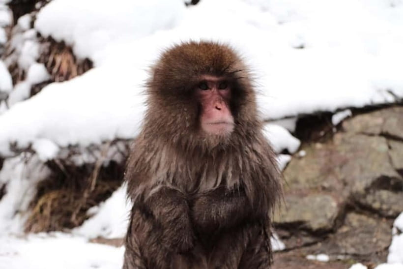 Nagano/Myoko: Jigokudani Snow Monkey Park with private car - Why the Snow Monkeys Are Worth the Trip
