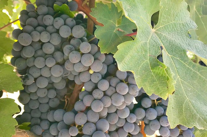 Napa and Sonoma Private Wine Tasting Tour and Luxury Car Service - Your hotel pickup and luxury vehicle