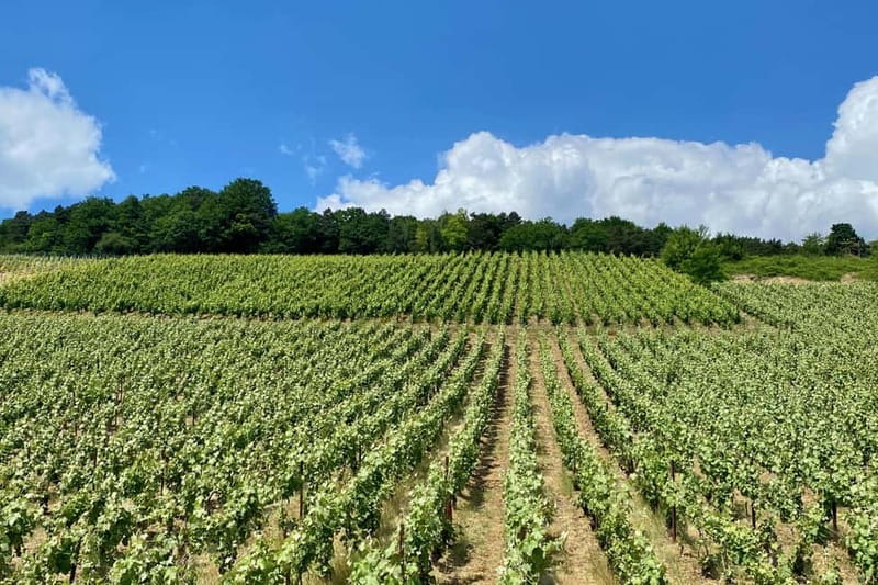 Paris: Ruinart and Veuve Clicquot Champagne Tour by Mercedes - Should you book the Ruinart and Veuve Clicquot tour?