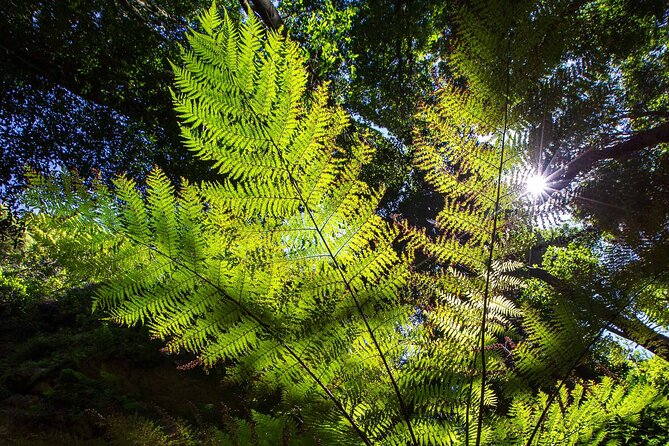 Private Blue Mountains Escape The Crowds Mercedes Tour - Scenic World for rides and rainforest