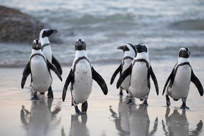 Private Cape of Good Hope and Penguins Tour with Luxury Mercedes or BMW Vehicle - Chapman’s Peak Drive is worth protecting time for