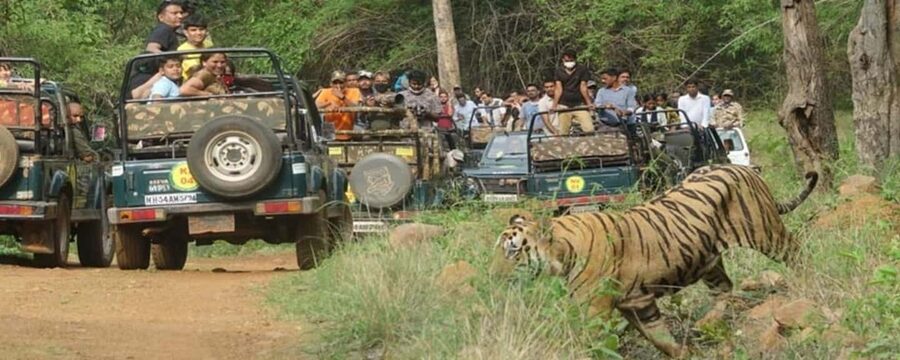 Private car and driver Bangalore Excursion to Bannerghatta - The private vehicle and guide make a difference