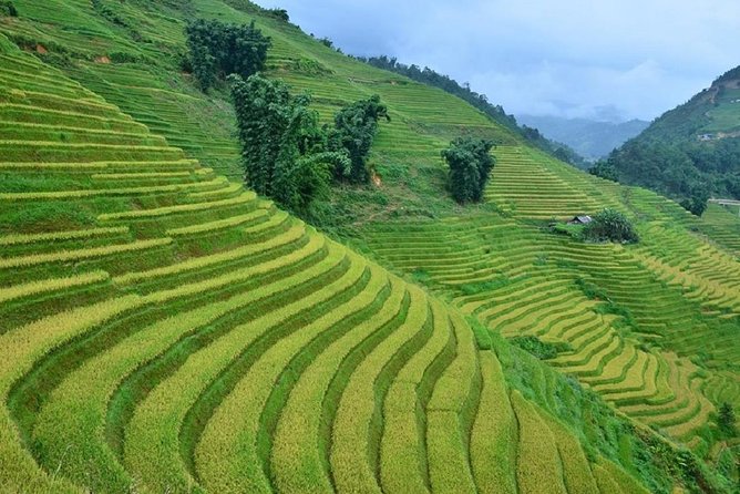 Private Car and Tour Guide Exploring Northern Vietnam - Bamboo forests and Phia Oac Mountain