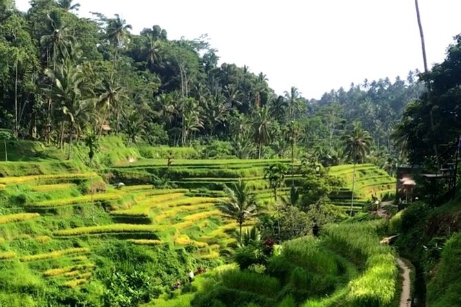 Private Car Charter in Bali with an English-speaking Driver - A private Bali day built around your interests