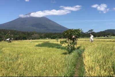 Private Car Charter in Bali with an English-speaking Driver