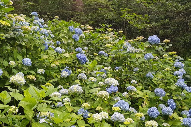 Private Car Day Trip to the Kobe Mountains, Gardens and Hot Springs from Osaka - Food, admissions, and the real cost