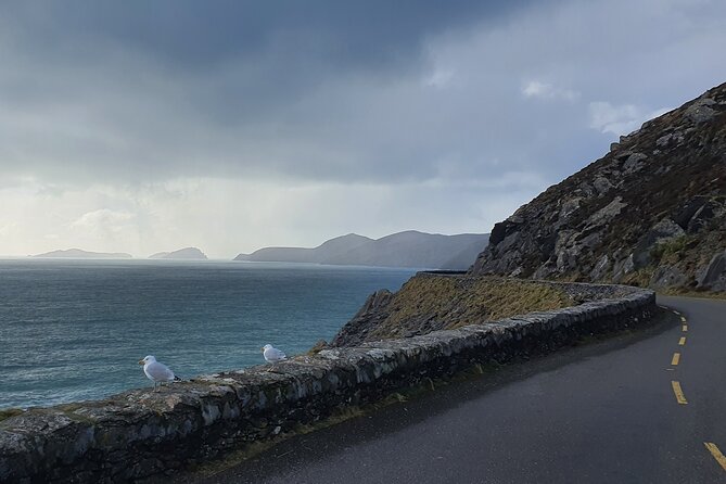 Private Chauffeur Service From Killarney to Shannon Airport - Is $396.46 a fair price?
