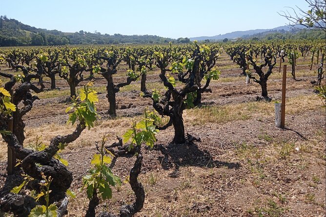 Private Chauffeured Winery Tour - Paula’s role makes the difference