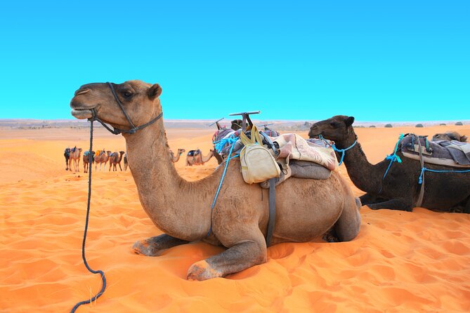 Private Driver for a full day in Marrakech - What $259.69 per person buys you
